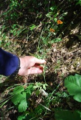 Papaver heterophyllum
