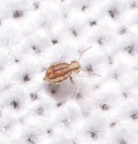 Representative image of Fasciosminthurus virgulatus