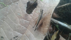 Orphulella concinnula