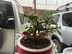 Portulacaria afra