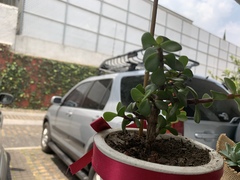Portulacaria afra