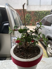 Portulacaria afra