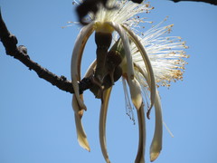 Pseudobombax palmeri