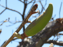 Pseudobombax palmeri