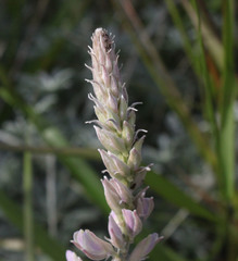 Lupinus excubitus