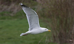 Larus argentatus argentatus