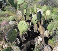 Opuntia clarkiorum