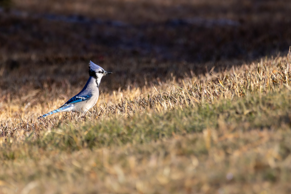 Blue Jay from Holmes Lake, Lincoln, NE 68506, USA on December 17, 2023