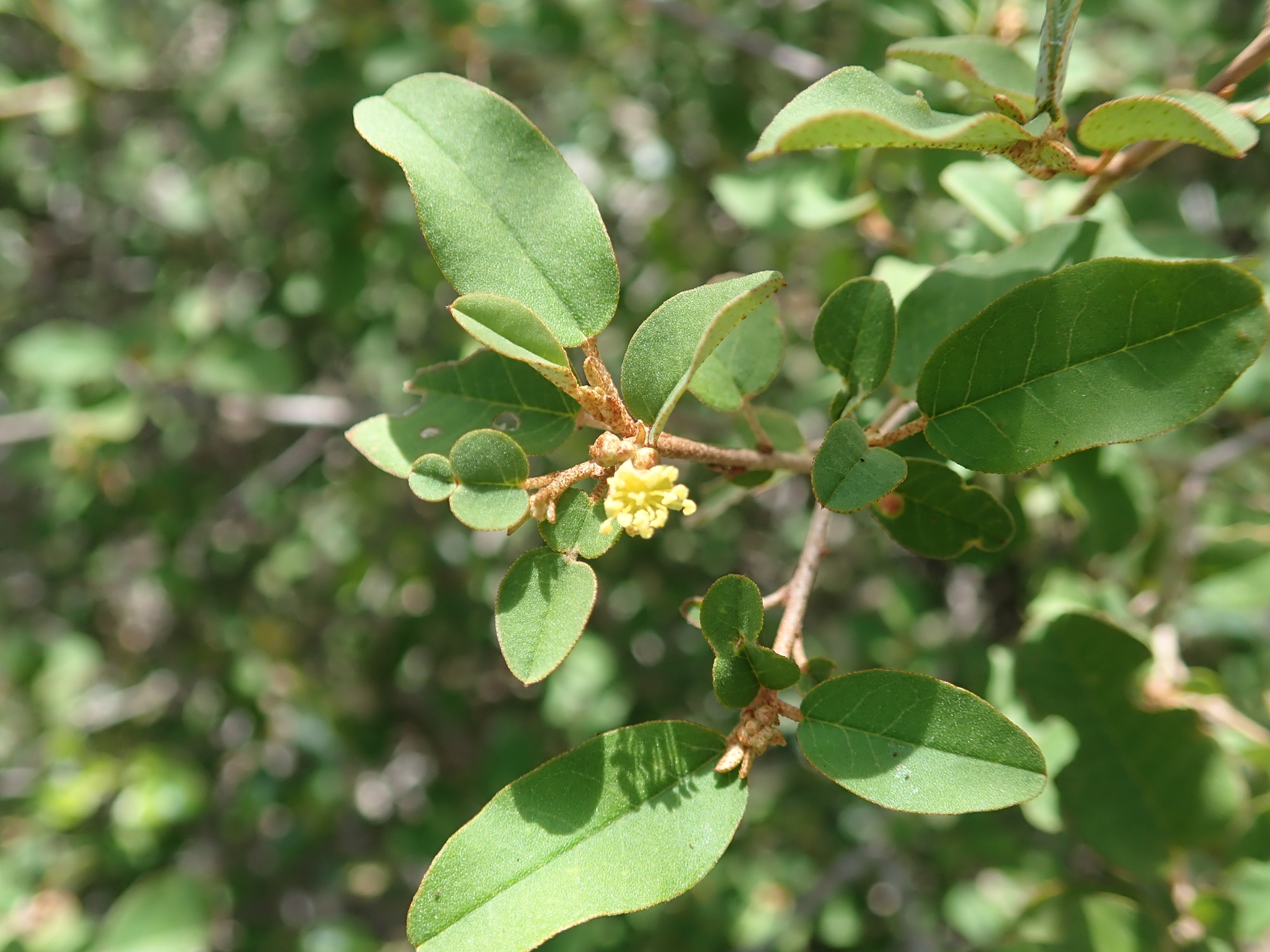 Croton geayi