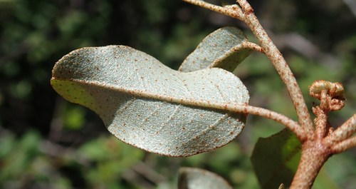 Croton geayi