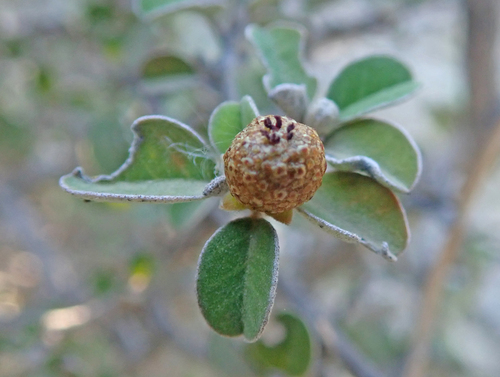 Croton geayi