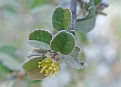 Croton geayi