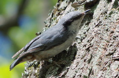 Sitta europaea