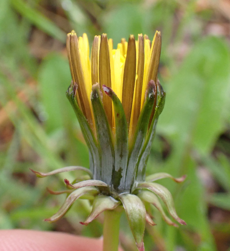 narrow-bracted dandelion