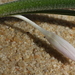 Colchicum guessfeldtianum - Photo 由 Errol Véla 所上傳的 (c) Errol Véla，保留部份權利CC BY-NC