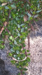 Thymus praecox britannicus