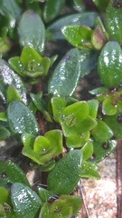 Thymus praecox britannicus