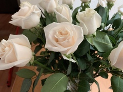 Rosa