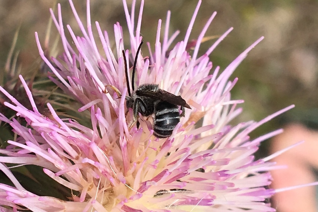 Melissodes cestus
