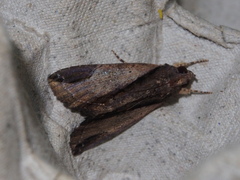 Ercheia cyllaria