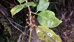 Peponidium