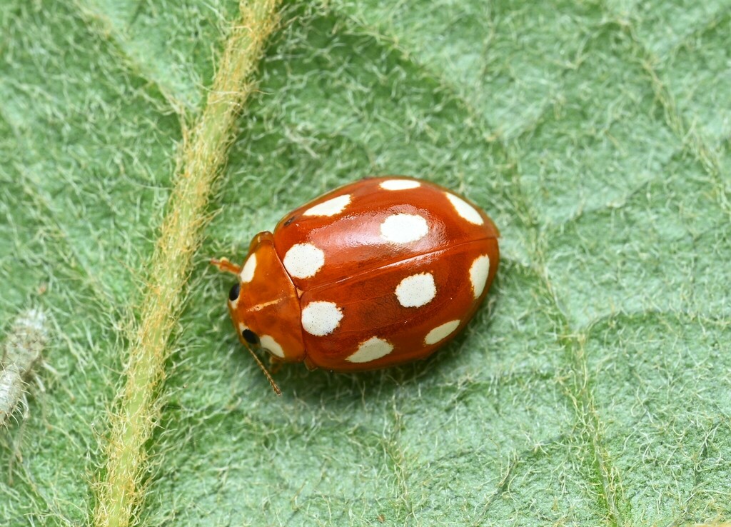 Calvia chinensis
