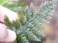 Abrodictyum elongatum