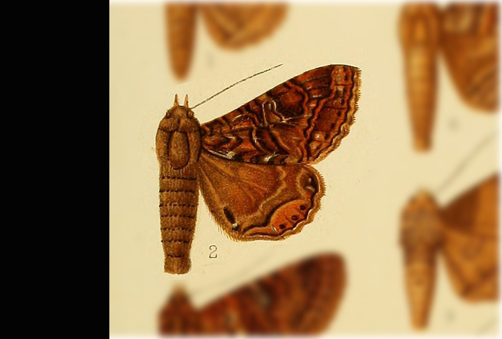 Metria sublimis