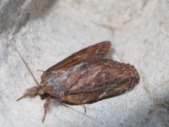 Lamprothripa scotia