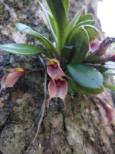 Masdevallia floribunda