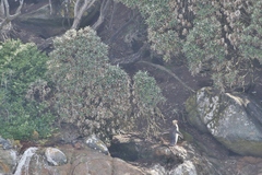 Macrolearia angustifolia