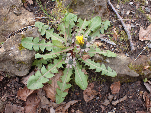 thick-lobed dandelion (Taraxacum pachylobum)