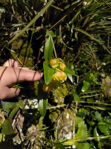 Epidendrum fruticosum Pav. ex Lindl.