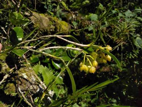 Epidendrum fruticosum Pav. ex Lindl. 2