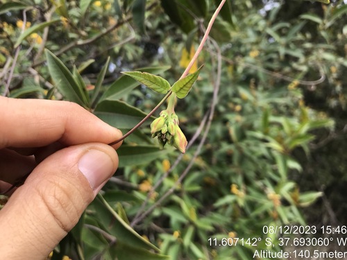 Mandevilla scabra