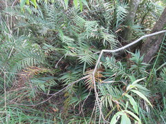 Asplenium scleroprium