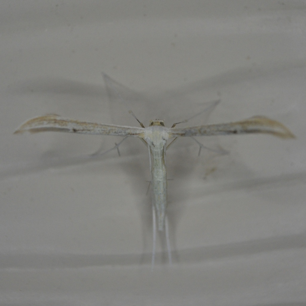 ironweed-plume-moth-from-glenn-dale-md-usa-on-august-12-2019-at-10