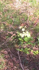 Primulaceae