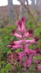 Fumaria muralis boraei