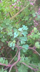 Fumaria muralis boraei