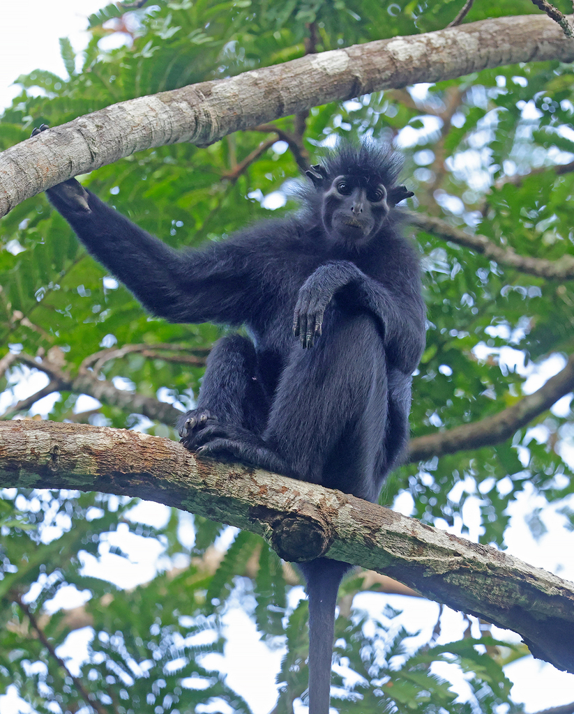 Black Colobus in July 2023 by Royle Safaris. Photographer Oleg Rozhko ...