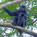 Black Colobus - Photo (c) Royle Safaris, some rights reserved (CC BY-NC), uploaded by Royle Safaris