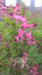 Fumaria muralis boraei