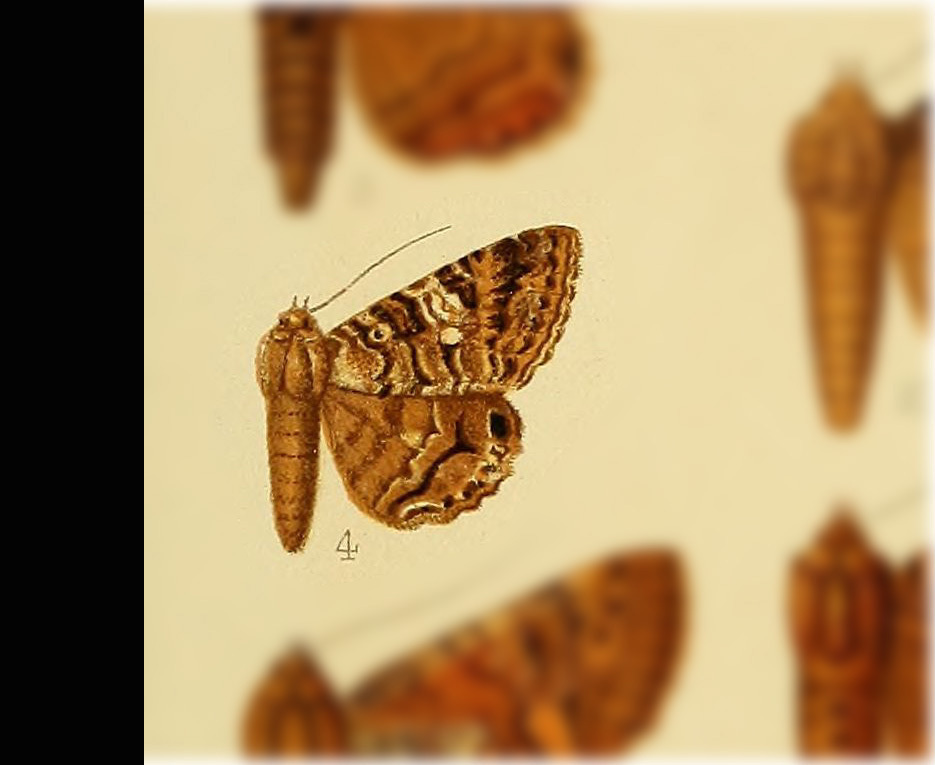 Hypogrammodes compotrix
