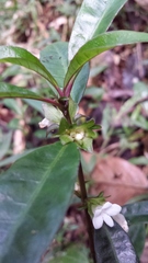 Pseudodicliptera coursii