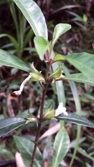 Pseudodicliptera coursii