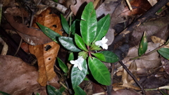 Pseudodicliptera coursii