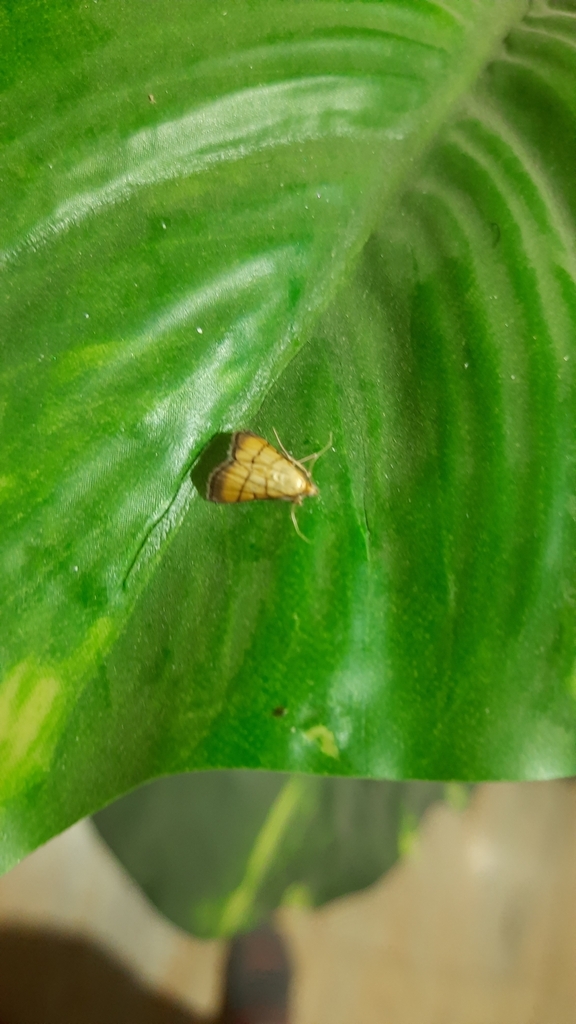 rice-leaf-roller-from-c2gr-p39-d1-block-sector-47-gurugram-haryana