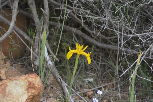 Rush-leaved Iris (Iris juncea)
