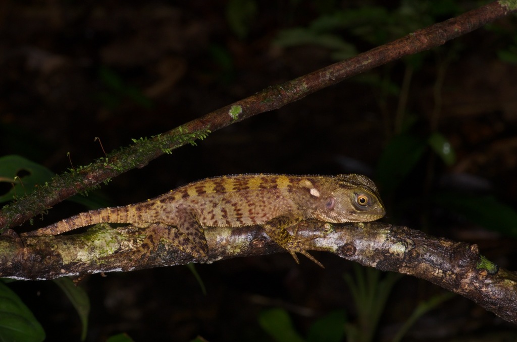 Small-Scaled Woodlizard